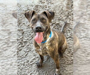 Mutt Dogs for adoption in Riverside, CA, USA