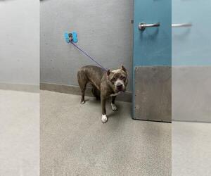 American Pit Bull Terrier-Unknown Mix Dogs for adoption in Las Vegas, NV, USA