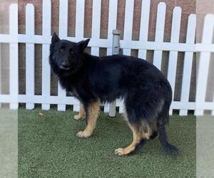 German Shepherd Dog Dogs for adoption in Modesto, CA, USA