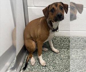 American Pit Bull Terrier-Beagle Mix Dogs for adoption in Salisbury, NC, USA