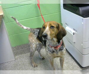 Bluetick Coonhound Dogs for adoption in Murfreesboro, TN, USA