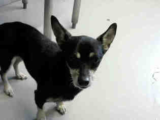 Chihuahua Dogs for adoption in Corpus Christi, TX, USA