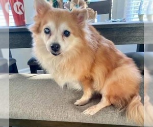 Pomeranian Dogs for adoption in Myrtle Beach, SC, USA