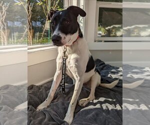 Mutt Dogs for adoption in Redmond, WA, USA