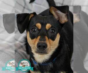 Medium Photo #6 Chiweenie Puppy For Sale in Kennesaw, GA, USA