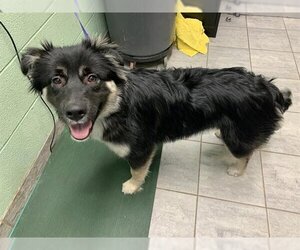 Small Australian Shepherd Mix