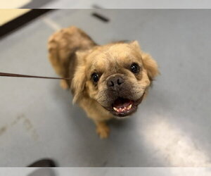 French Bulldog-Unknown Mix Dogs for adoption in Denver, CO, USA