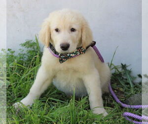 Golden Pyrenees Dogs for adoption in Bandera, TX, USA