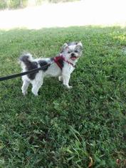 Shih Tzu Dogs for adoption in Newton, KS, USA
