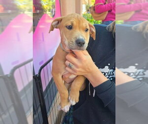 Medium Photo #2 American Pit Bull Terrier-American Staffordshire Terrier Mix Puppy For Sale in Frankenmuth, MI, USA