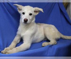 Huskies -Unknown Mix Dogs for adoption in Thief River Falls, MN, USA