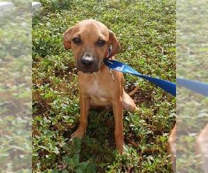 Black Mouth Cur Dogs for adoption in Fort Lauderdale, FL, USA