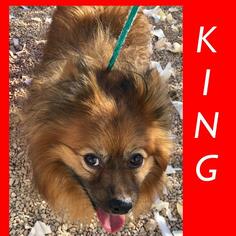 Pomeranian Dogs for adoption in St. George, UT, USA