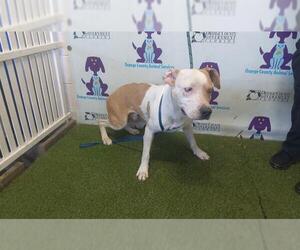 Catahoula Leopard Dog-Unknown Mix Dogs for adoption in Orlando, FL, USA