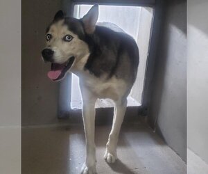 Siberian Husky Dogs for adoption in San Bernardino, CA, USA