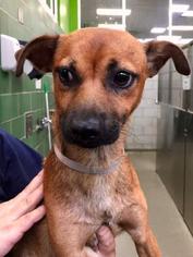 Chihuahua-Unknown Mix Dogs for adoption in Dallas, TX, USA