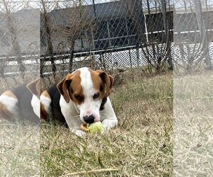 Treeing Walker Coonhound Dogs for adoption in Rutledge, TN, USA