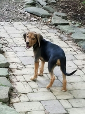 English Foxhound-Unknown Mix Dogs for adoption in Dahlgren, VA, USA