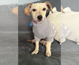 Jack Chi Dogs for adoption in Princeton, MN, USA