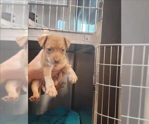 Labrador Retriever-Unknown Mix Dogs for adoption in Houston, TX, USA