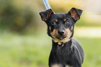 Miniature Pinscher Dogs for adoption in El Cajon, CA, USA