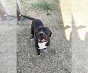 American Pit Bull Terrier-Unknown Mix Dogs for adoption in Corpus Christi, TX, USA