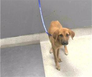German Shepherd Dog-Unknown Mix Dogs for adoption in Tallahassee, FL, USA