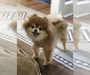 Pomeranian Dogs for adoption in Lebanon, PA, USA