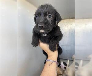 Border Terrier Dogs for adoption in Houston, TX, USA