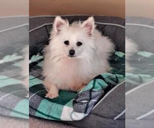 Pomeranian Dogs for adoption in Pataskala, OH, USA
