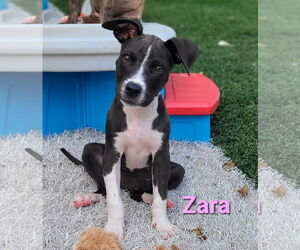 American Pit Bull Terrier-Unknown Mix Dogs for adoption in Des Moines, IA, USA