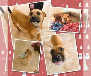 Dorgi Dogs for adoption in Chandler, AZ, USA