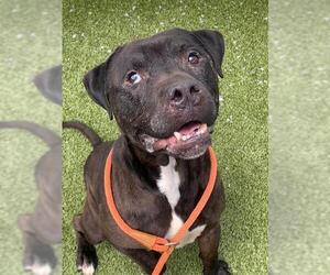 American Pit Bull Terrier Dogs for adoption in Fayetteville, NC, USA