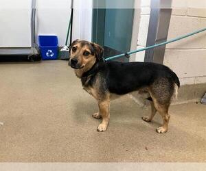 Beagle-Unknown Mix Dogs for adoption in Santa Maria, CA, USA