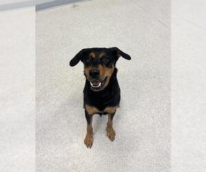 Shepweiller Dogs for adoption in Toronto, Ontario, Canada