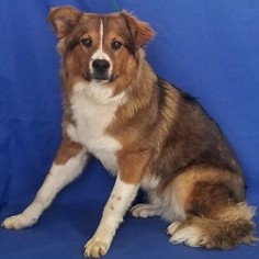 Border-Aussie Dogs for adoption in Show Low, AZ, USA