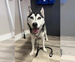 Siberian Husky Dogs for adoption in Redlands, CA, USA