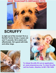 Norfolk Terrier-Unknown Mix Dogs for adoption in Tehachapi, CA, USA