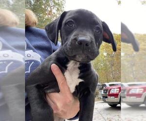 Labrador Retriever-Unknown Mix Dogs for adoption in Roxboro, NC, USA