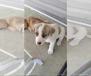 Sheprador Dogs for adoption in Scottsboro, AL, USA