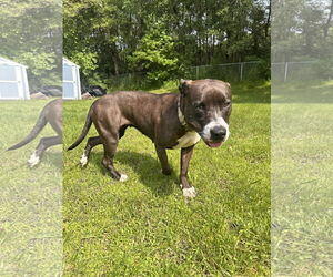 American Pit Bull Terrier-Staffordshire Bull Terrier Mix Dogs for adoption in Princeton, MN, USA