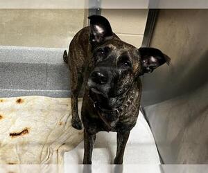 Mutt Dogs for adoption in Orange, CA, USA