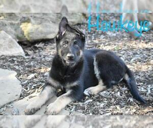 German Shepherd Dog-Unknown Mix Dogs for adoption in Katy, TX, USA