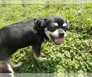 Chihuahua Dogs for adoption in Fort Walton Beach, FL, USA
