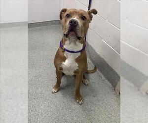 American Pit Bull Terrier-Unknown Mix Dogs for adoption in Fort Collins, CO, USA