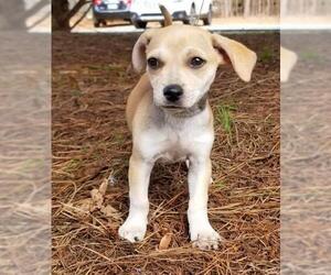 Chiweenie Dogs for adoption in Social Circle, GA, USA