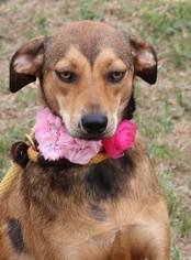 Mutt Dogs for adoption in Lytle, TX, USA