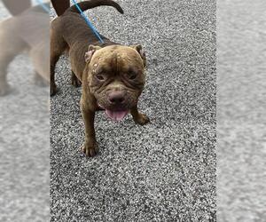 American Pit Bull Terrier-Unknown Mix Dogs for adoption in Houston, TX, USA