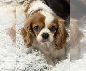 Cavalier King Charles Spaniel Dogs for adoption in Sioux Falls, SD, USA