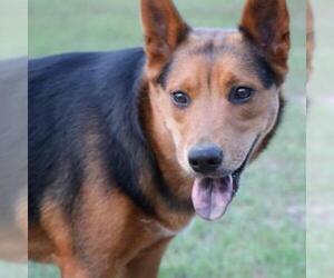 German Shepherd Dog Dogs for adoption in Freeport, FL, USA
